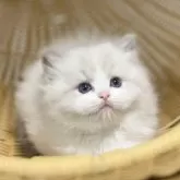 ラグドール【千葉県・男の子・2025年7月30日・【ブルーポイントバイカラー】】の写真6