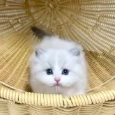 ラグドール【千葉県・男の子・2025年7月30日・【ブルーポイントバイカラー】】の写真8