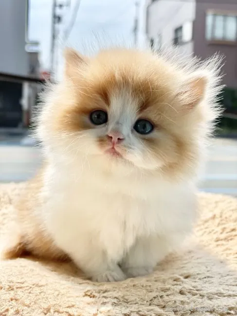 ID:2203-00096の子猫