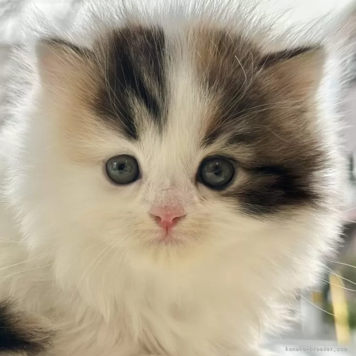 ID：2312-01924の子猫