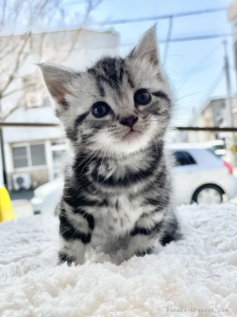 ID:2203-02399の子猫