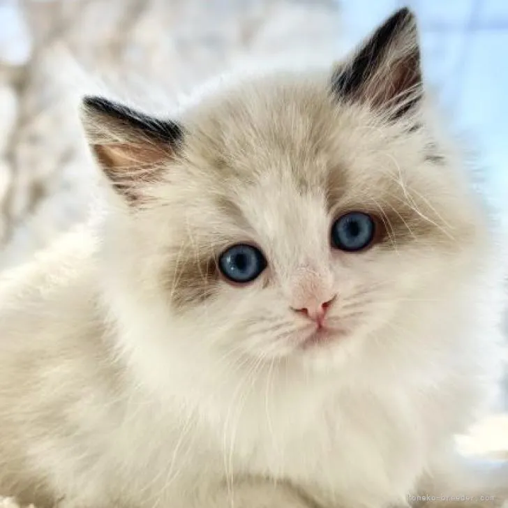 ID：2302-00810の子猫