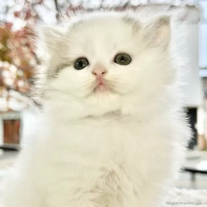 ID：2312-00457の子猫