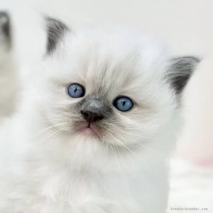 ID：2402-01777の子猫