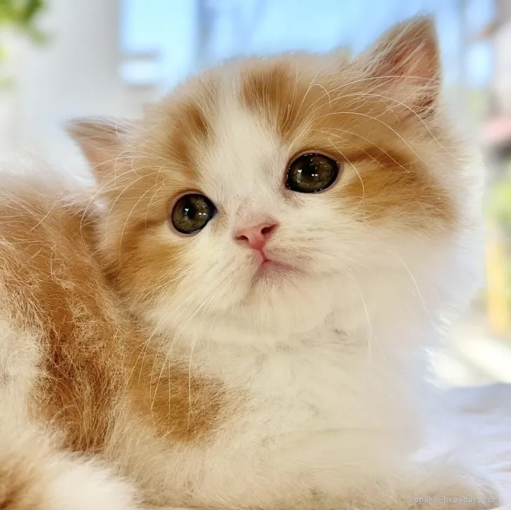 ID：2307-03361の子猫