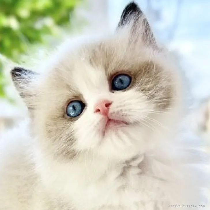 ID：2304-03124の子猫