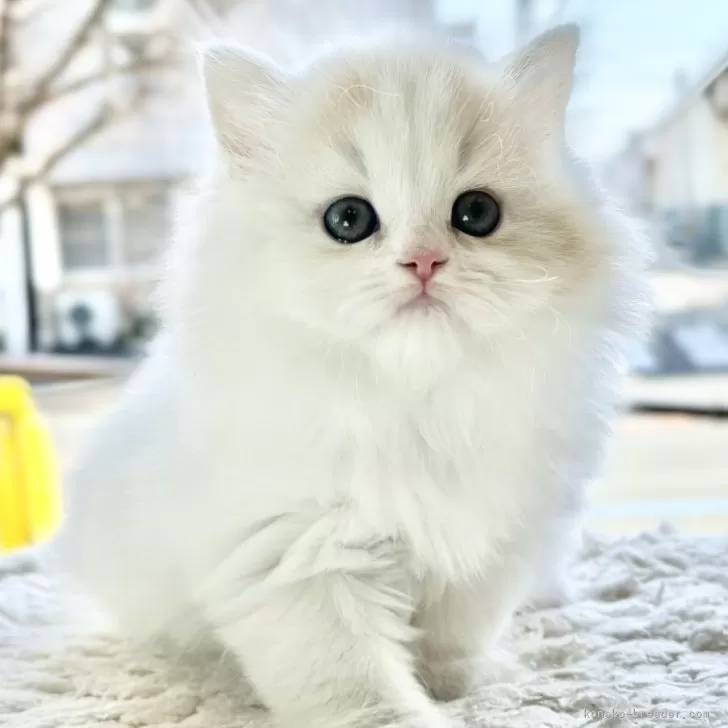 ID:2403-00546の子猫