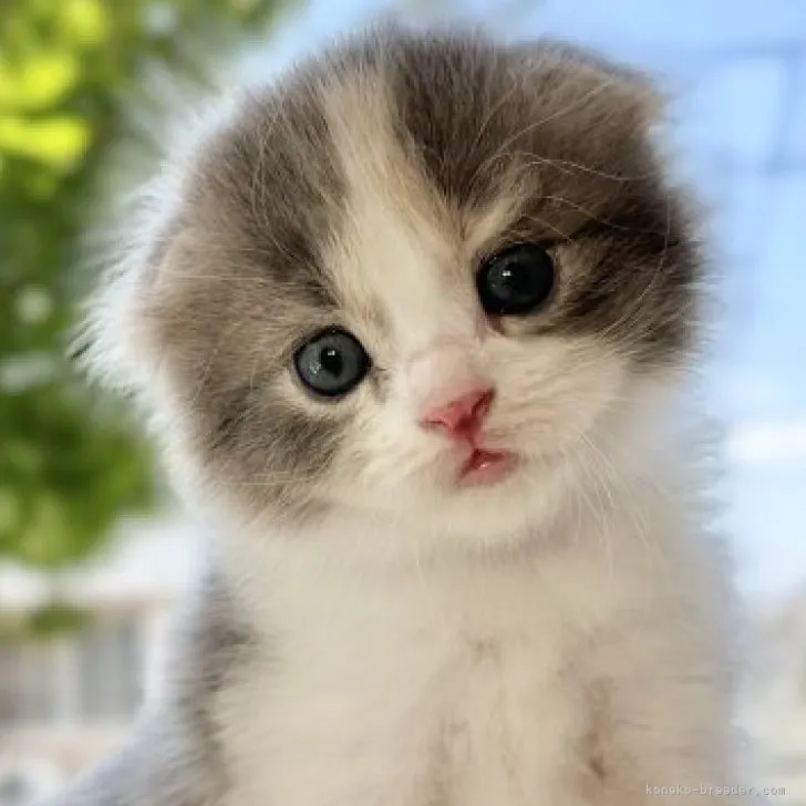 ID:2308-01472の子猫