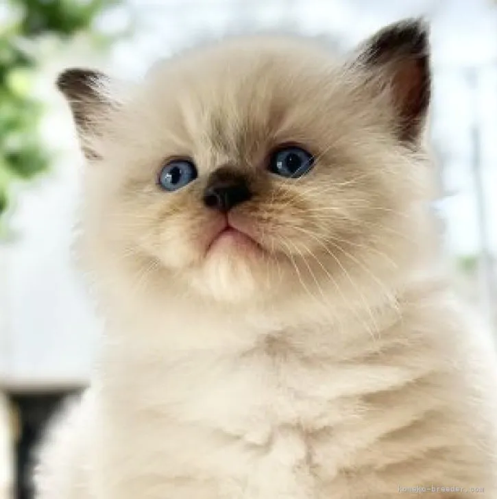 ID：2307-00062の子猫