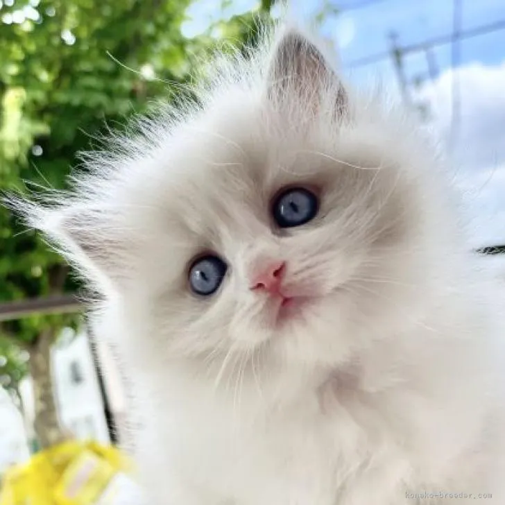 ID：2207-01045の子猫