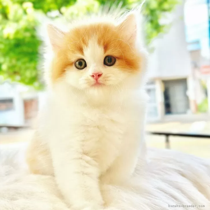ID:2406-03490の子猫