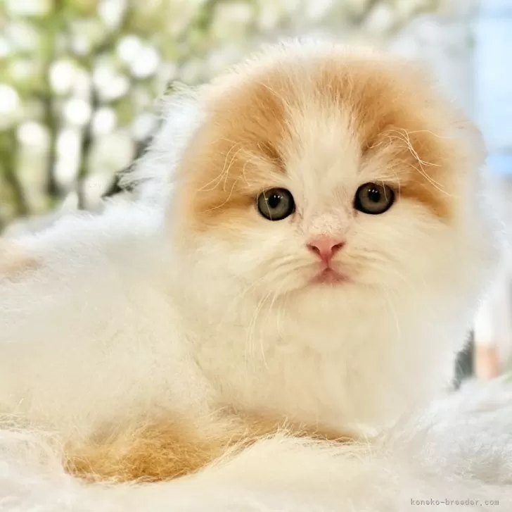 ID:2410-02055の子猫