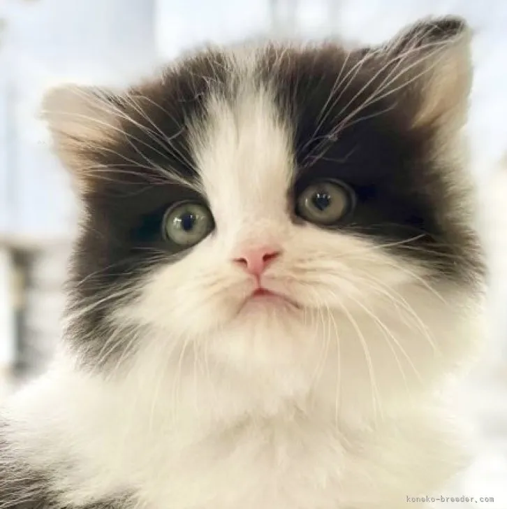 ID：2311-01804の子猫