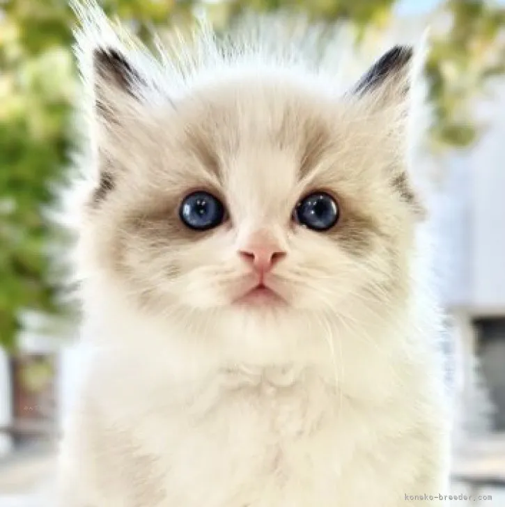 ID：2310-01096の子猫