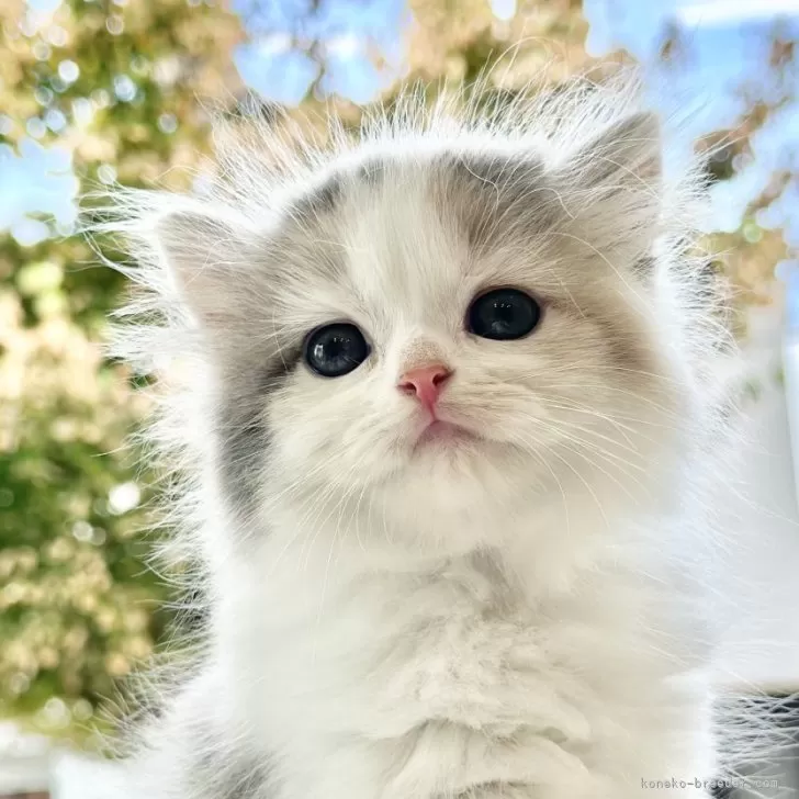 ID：2408-01595の子猫