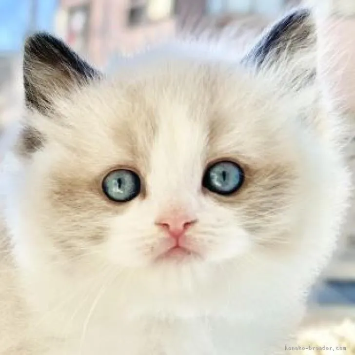 ID：2302-00577の子猫