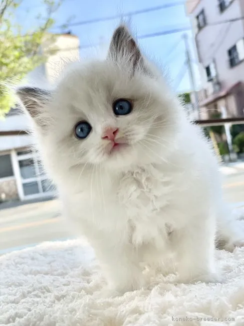 ID：2204-01089の子猫