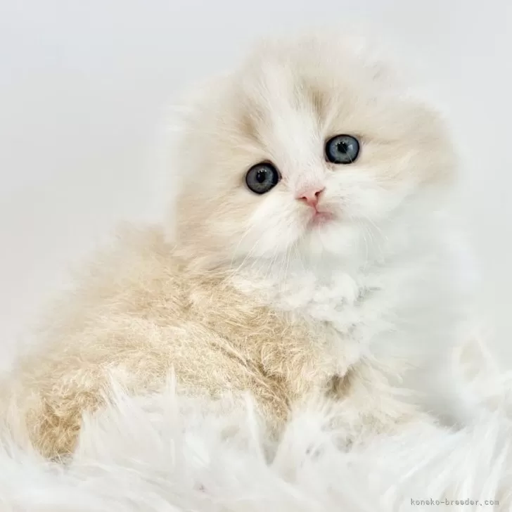 ID:2403-02156の子猫