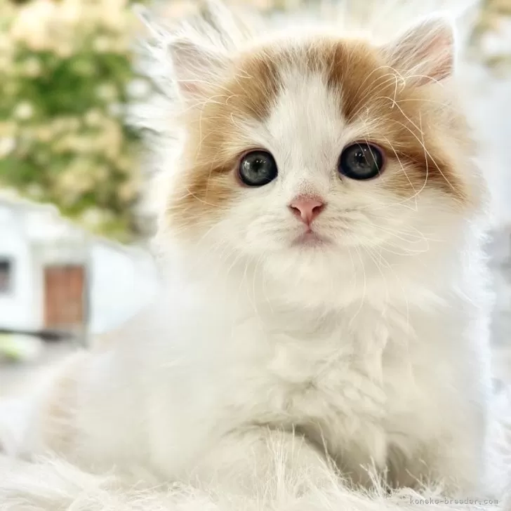 ID：2408-01583の子猫