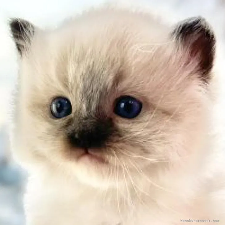 ID：2302-00806の子猫