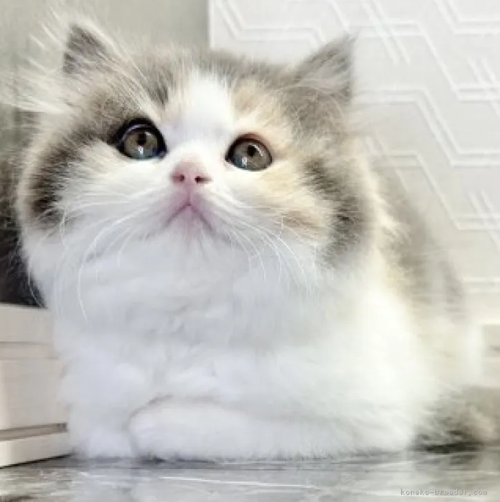 ID：2305-02756の子猫