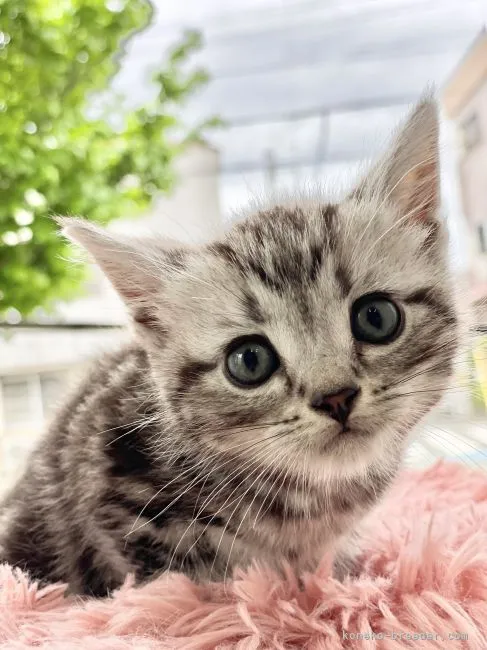 ID:2204-02738の子猫