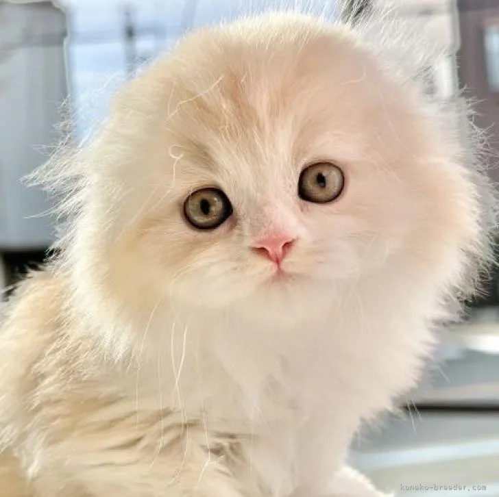 ID：2212-02246の子猫