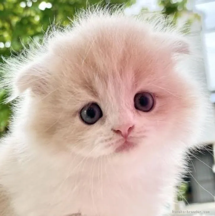 ID:2209-01460の子猫