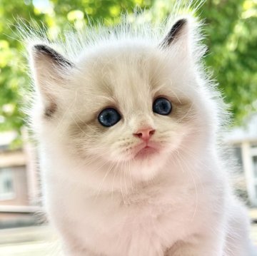 ラグドール【愛知県・男の子・2024年6月8日・シールポイントバイカラー（ロングヘアー）】の写真「たっぷり愛情こめて育てた自慢の子です♪」