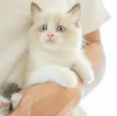 ラグドール【愛知県・男の子・2023年8月1日・シールポイントバイカラー】の写真1