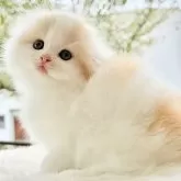 スコティッシュフォールド(折れ耳)【愛知県・女の子・2024年10月7日・クリームタビーホワイト】の写真1