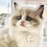 ラグドール【愛知県・男の子・2023年1月4日・シールポイントバイカラー】の写真1