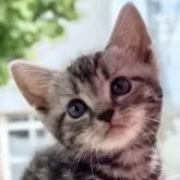 アメリカンショートヘア【愛知県・女の子・2022年6月30日・シルバータビー】の写真1