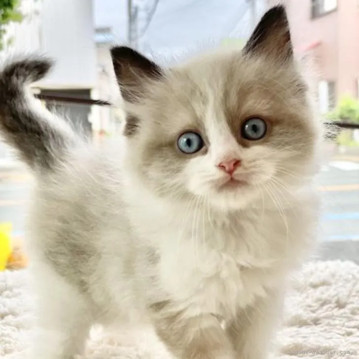 ID：2205-03220の子猫