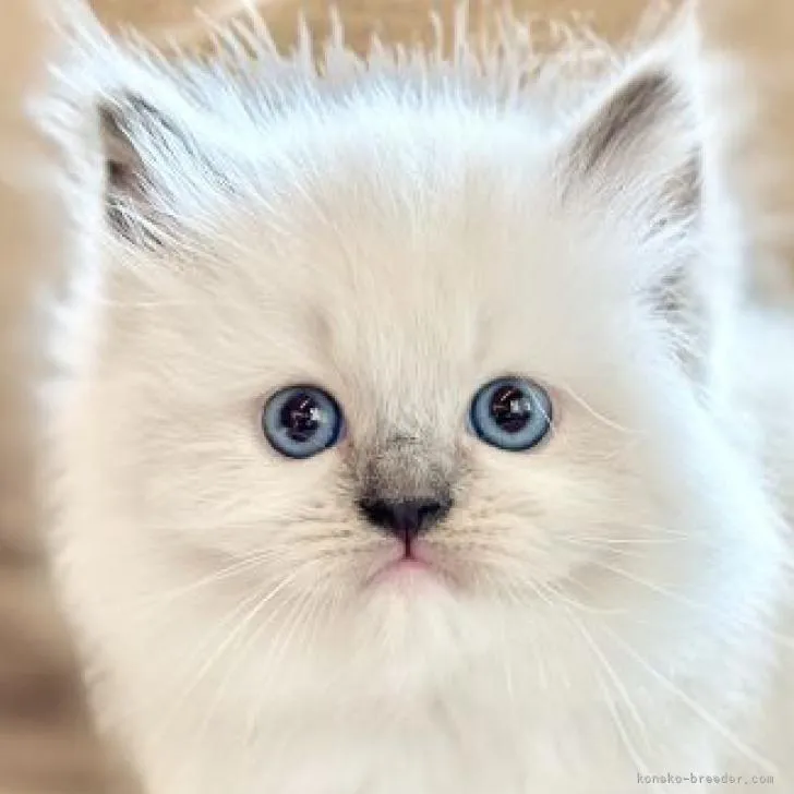 ID：2209-01697の子猫