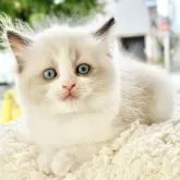 ラグドール【愛知県・男の子・2023年8月1日・シールポイントバイカラー】の写真2