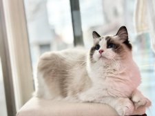 ラグドール【・女の子・2022年2月20日・シールポイントバイカラー】