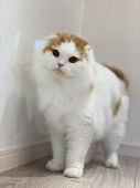 スコティッシュフォールド【・男の子・2019年7月14日・レッドタビーアンドホワイト】