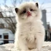 ラグドール【愛知県・男の子・2023年1月4日・シールポイントバイカラー】の写真4