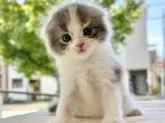 スコティッシュフォールド(折れ耳)【愛知県・女の子・2023年6月28日・ブルーパッチドタビーホワイト】の写真5