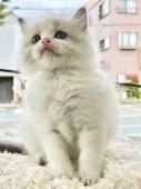 ラグドール【愛知県・男の子・2022年2月28日・ブルーポイントバイカラー】の写真5