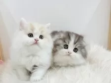 スコティッシュフォールド(折れ耳)【愛知県・男の子・2025年1月3日・シルバータビーホワイト】の写真10