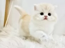 スコティッシュフォールド(立ち耳)【愛知県・男の子・2026年1月24日・クリームタビーホワイト】の写真12