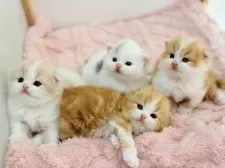 スコティッシュフォールド(折れ耳)【愛知県・男の子・2024年11月14日・クリームタビーホワイト】の写真12