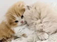 スコティッシュフォールド(折れ耳)【愛知県・女の子・2025年11月1日・クリームタビーホワイト】の写真12