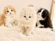 スコティッシュフォールド(折れ耳)【愛知県・男の子・2025年11月1日・クリームタビーホワイト】の写真14