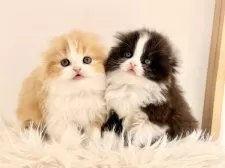 スコティッシュフォールド(折れ耳)【愛知県・男の子・2025年11月1日・ブラックホワイト】の写真14