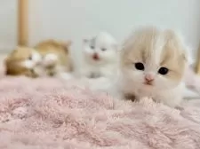 スコティッシュフォールド(折れ耳)【愛知県・男の子・2024年11月14日・クリームタビーホワイト】の写真14