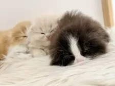 スコティッシュフォールド(折れ耳)【愛知県・女の子・2025年11月1日・クリームタビーホワイト】の写真15