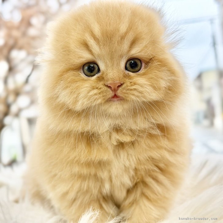 ブリーダー画像